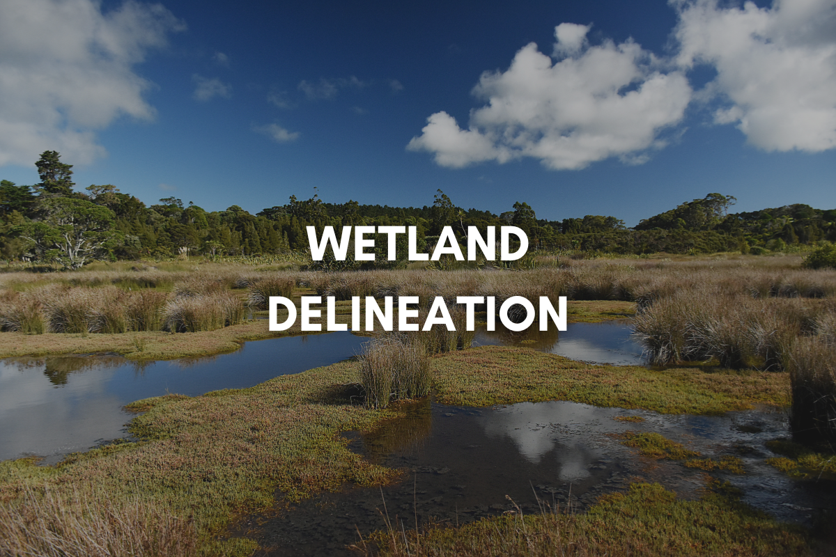 wetland delineation blog graphic by crg texas